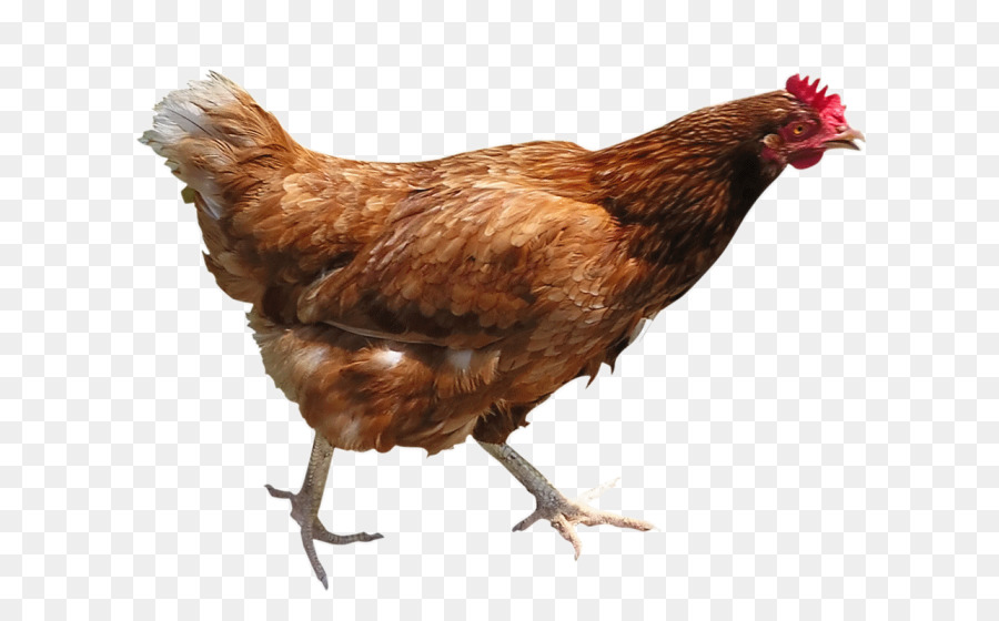 chicken